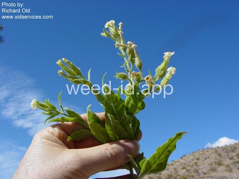 tobacco, desert